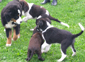 puppy training hondentraining breda
